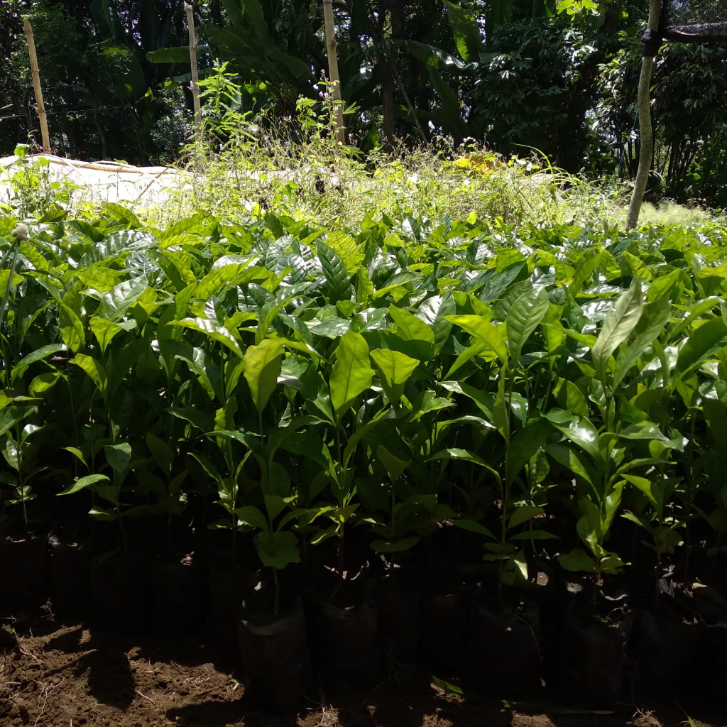Bibit Kopi Arabica