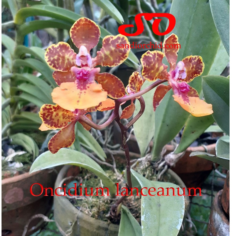 [ DEWASA ] Oncidium lanceanum | Trichocentrum lanceanum – Anggrek Eksotis Bunga Harum Tahan Lama