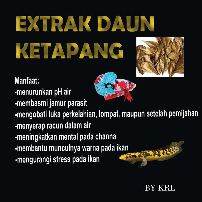 EXTRAK KETAPANG LAUT