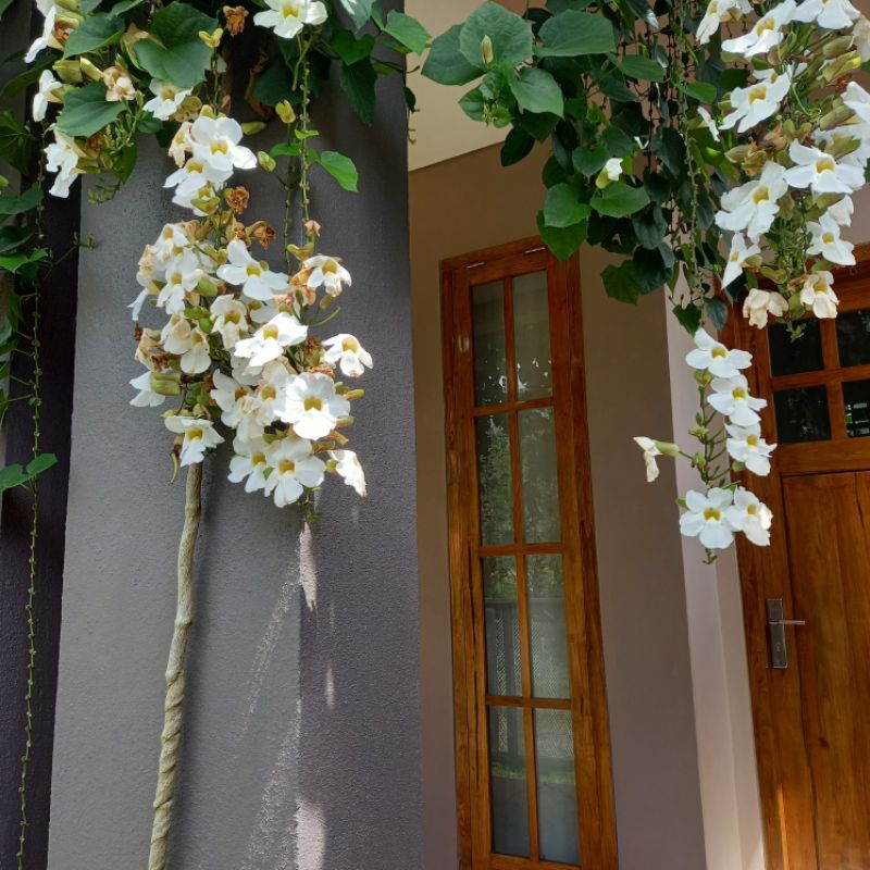 Tanaman bunga thunbergia putih