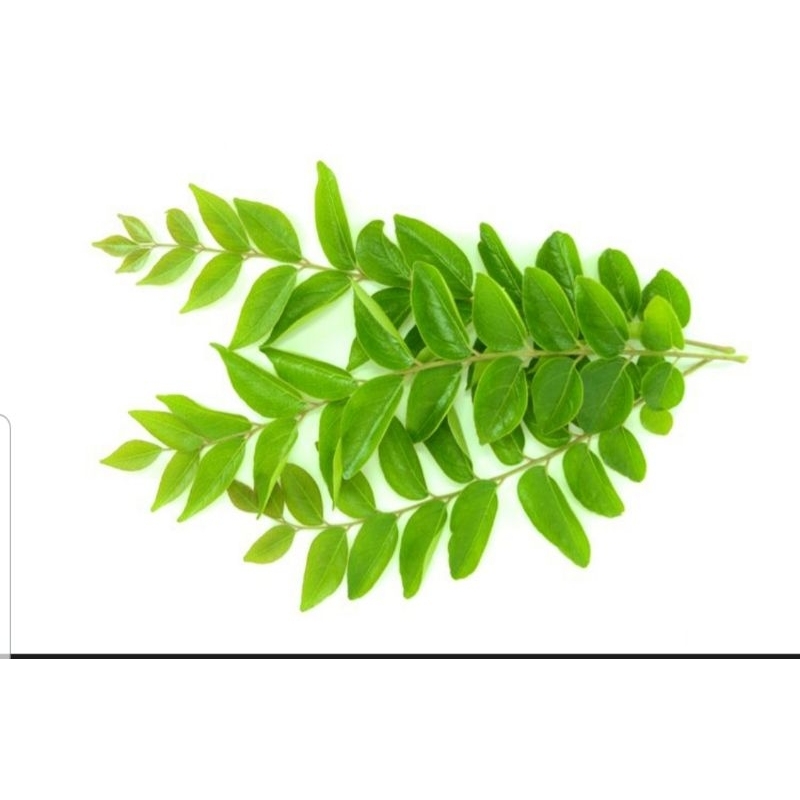 

Daun kari