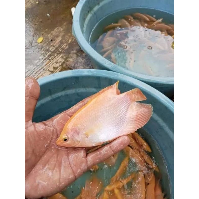 gurame padang hiasan akuarium bibit gurame