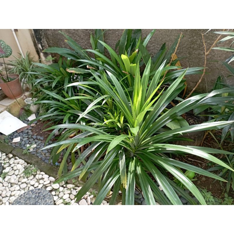 

Pandan/Daun Pandan