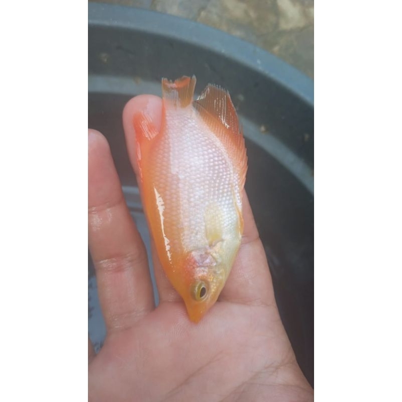bibit ikan gurame padang ukuran korek kayu
