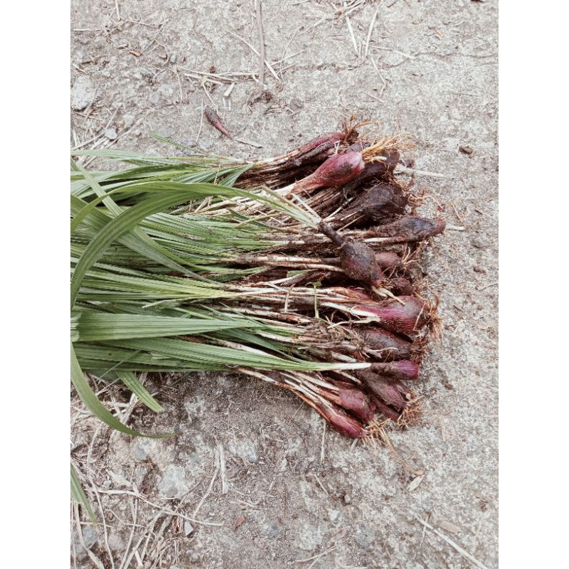 

bawang dayak segar per 1kg