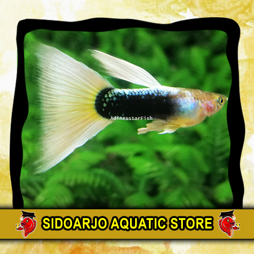 HIASAN AKUARIUM GUPPY HELBOY YELLOW / HELBOY YELLOW / HB PASTEL / HELBOY PASTEL