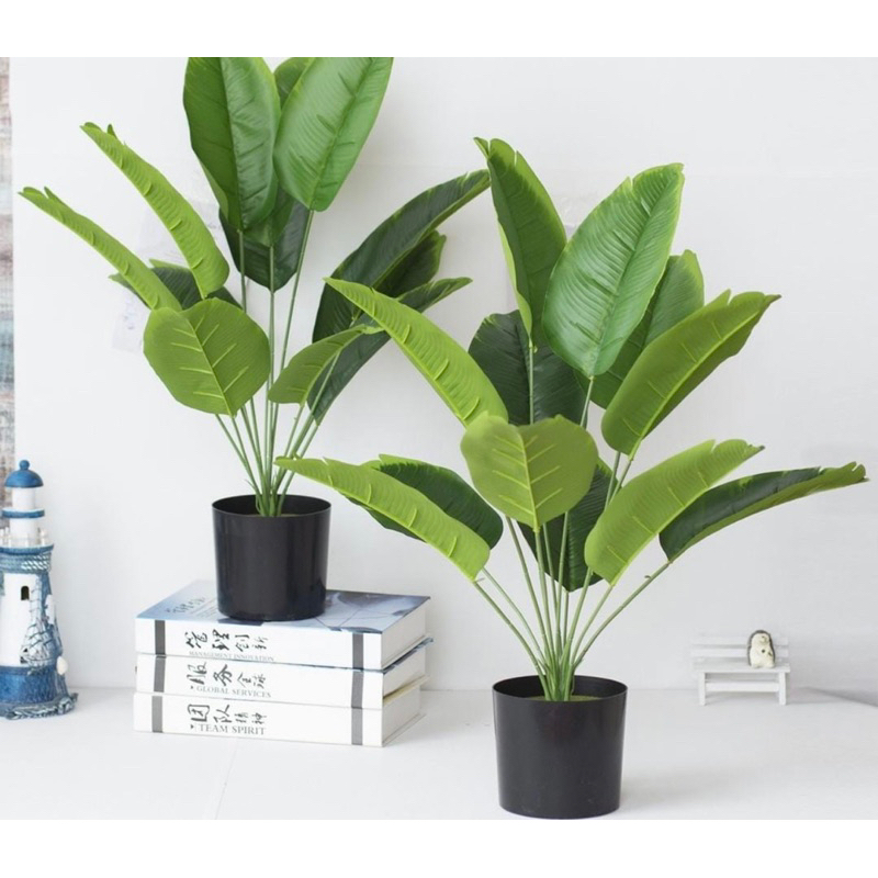 Tanaman hias pisang besar 12 tangkai