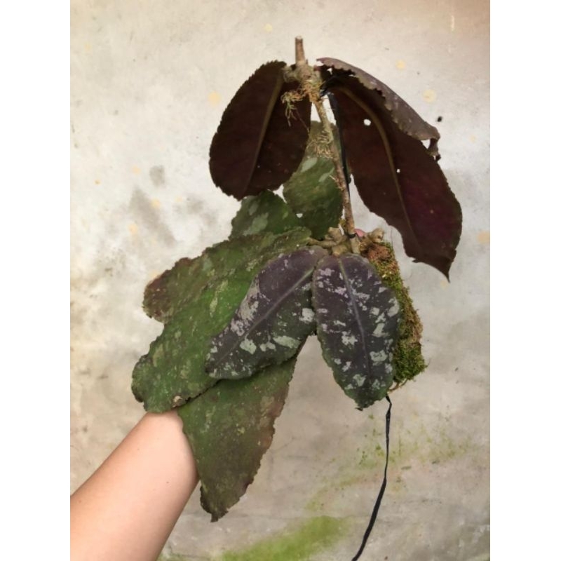 Hoya Undulata Panau