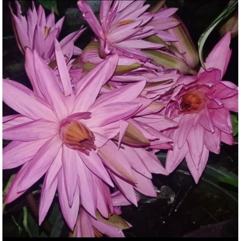 BUNGA TERATAI MERAH SEGAR~BUNGA TERATAI HERBAL FRESH~10 PCS