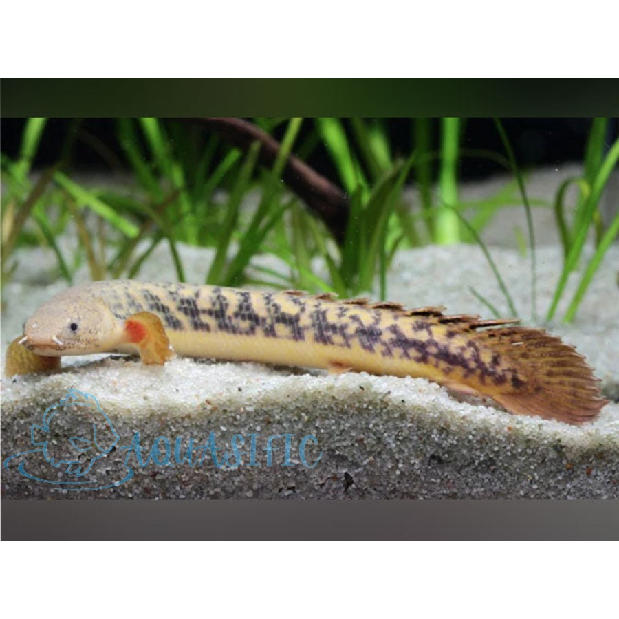 Polypterus Teugelsi / Palmas Teugelsi Ikan Predator
