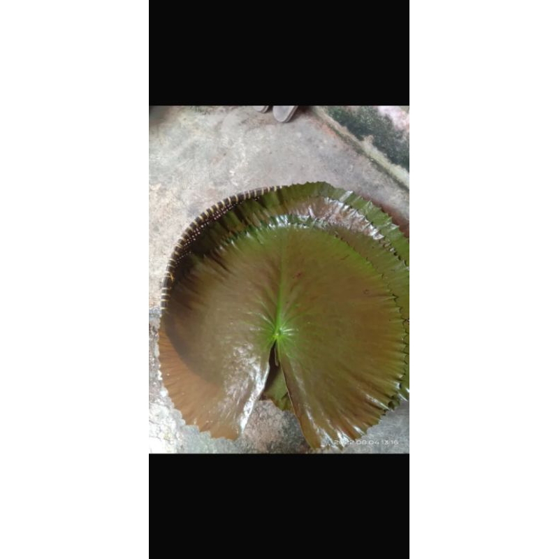 

DAUN TERATAI MERAH SEGAR~DAUN TERATAI FRESH~UNTUK KESEHATAN~BISA UNTUK BUNGKUS MAKANAN~1 KG