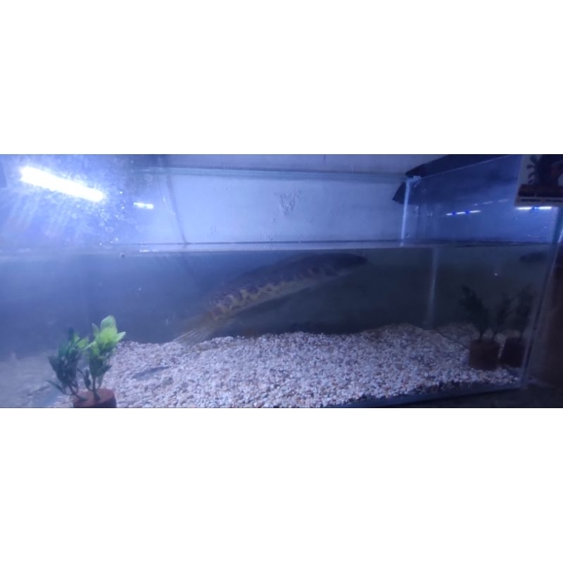 chana auranti istimewa size 30cm