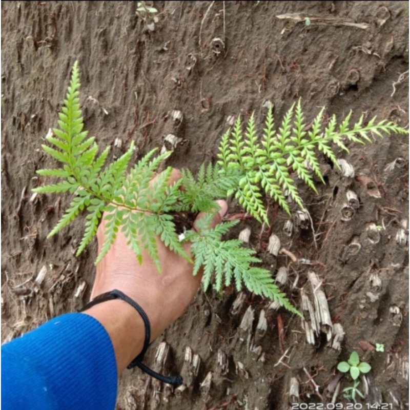 TANAMAN PALUDARIUM~VIVARIUM~PAKIS KAYU~RUMOHRA ADIANTIFORMIS~INDOOR/OUTDOOR