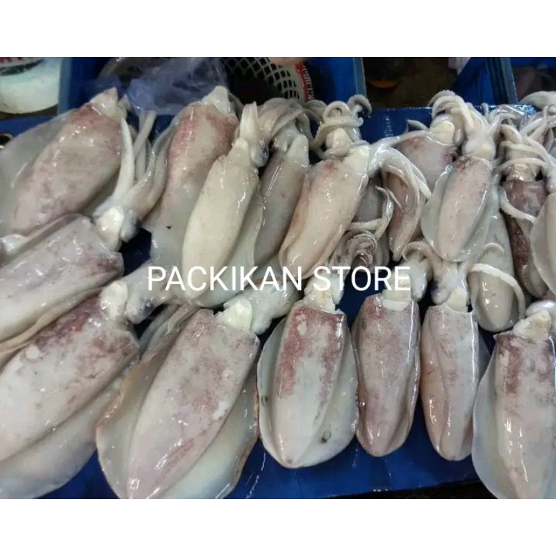 

cumi semapar cumi semapar cumi Segar harian bergarasi 1kg