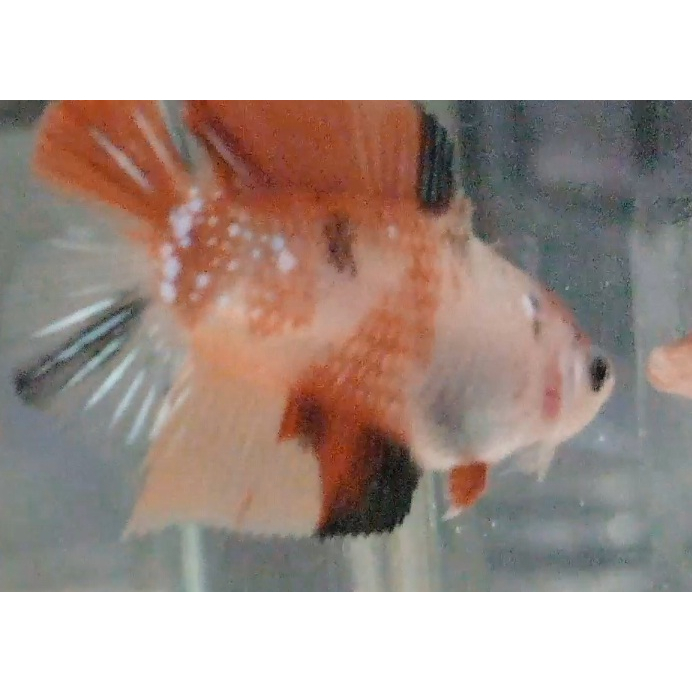 Ikan Cupang PKDT Plakat Double Tail Nemo Multy Male Anakan PKDT03