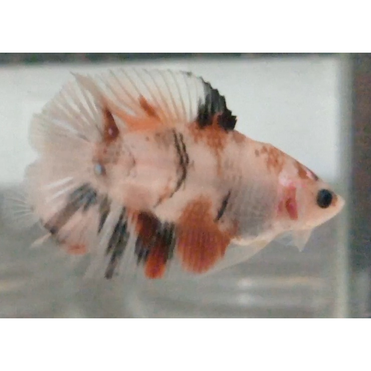 Ikan Cupang PKDT Plakat Double Tail Nemo Multy Male Anakan PKDT011
