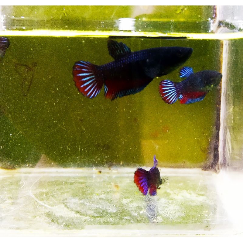 cupang betina/fimale line import THAILAND X MDS