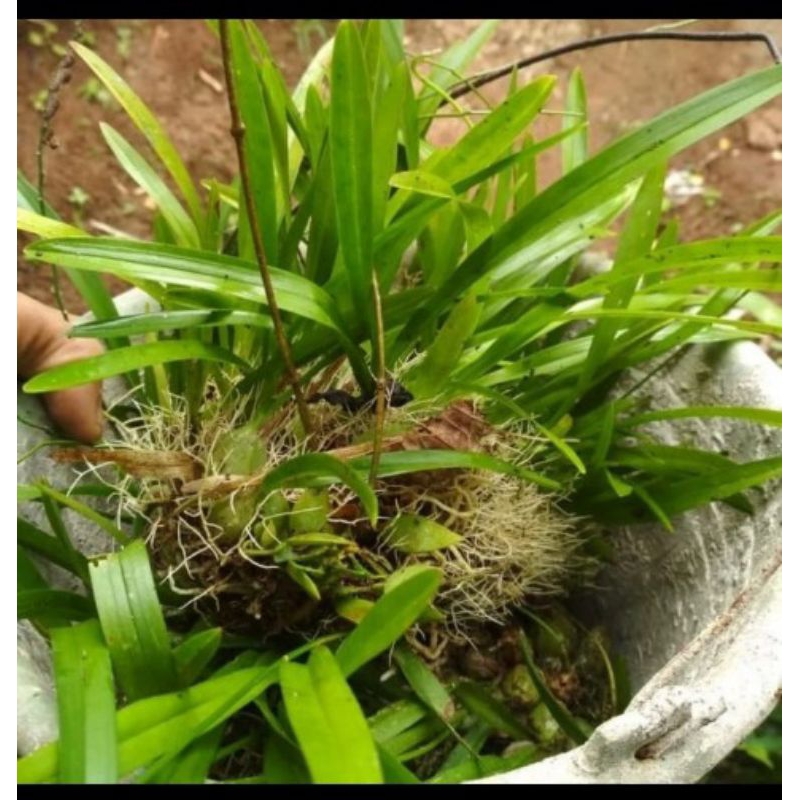 

promo Anggrek Hutan Mini Rajin Berbunga mugi laris