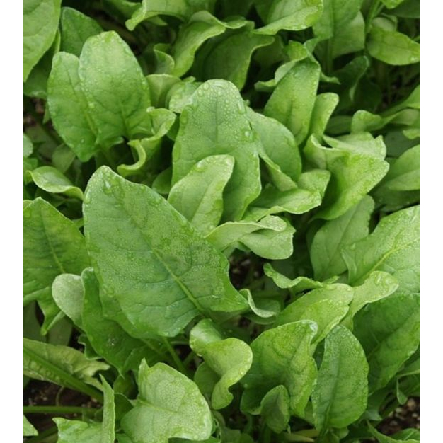 Benih Bibit Biji - Spinach Gigante d' Inverno Salad Leaves Bayam Daun Jumbo Seeds - IMPORT