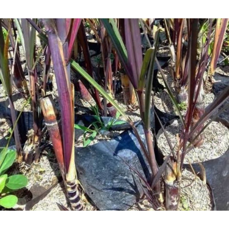 

BIBIT TEBU HITAM 500g+MURAH