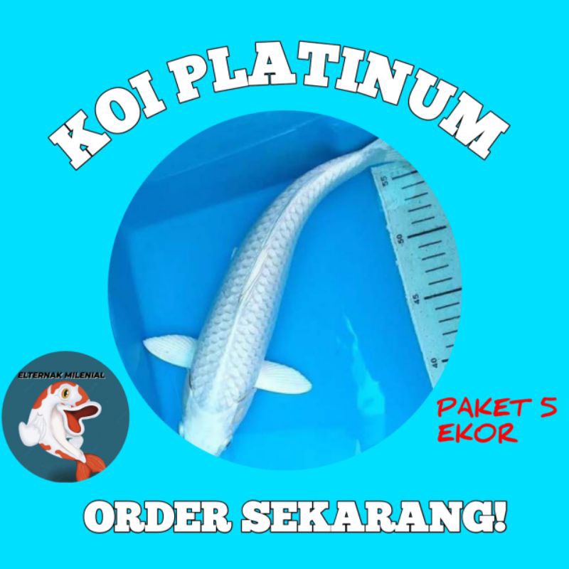 PROMO BIBIT KOI PLATINUM PUTIH UK 8 - 12 CM PAKET 5 EKOR