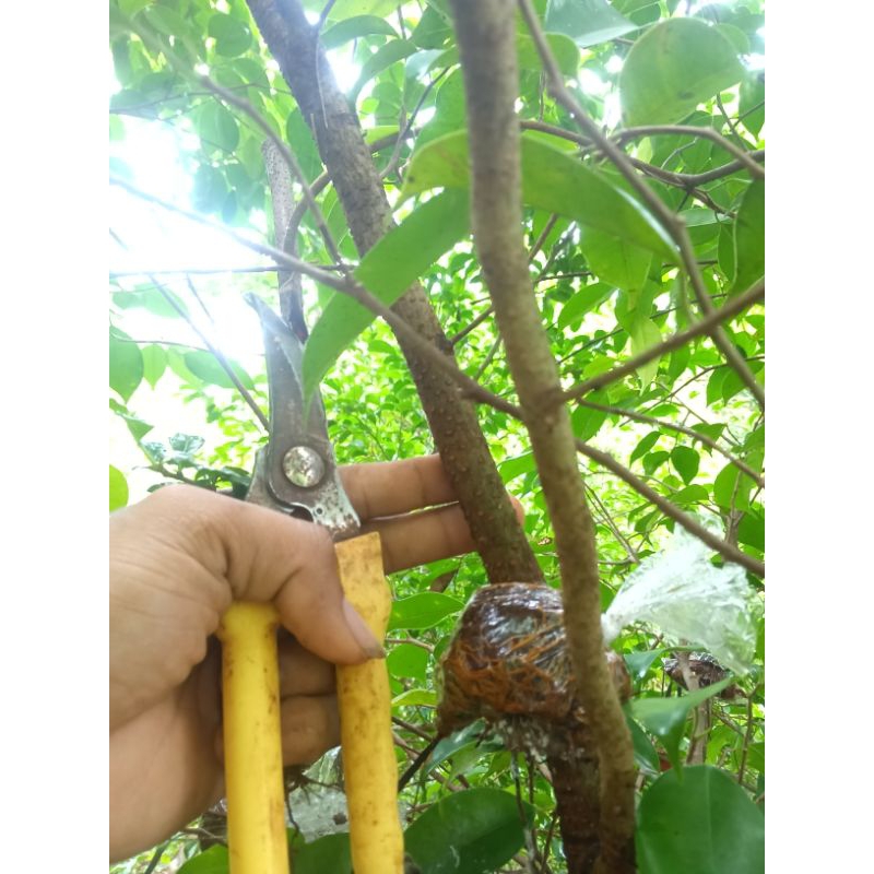 bibit bonsai bringin benjamin sejari