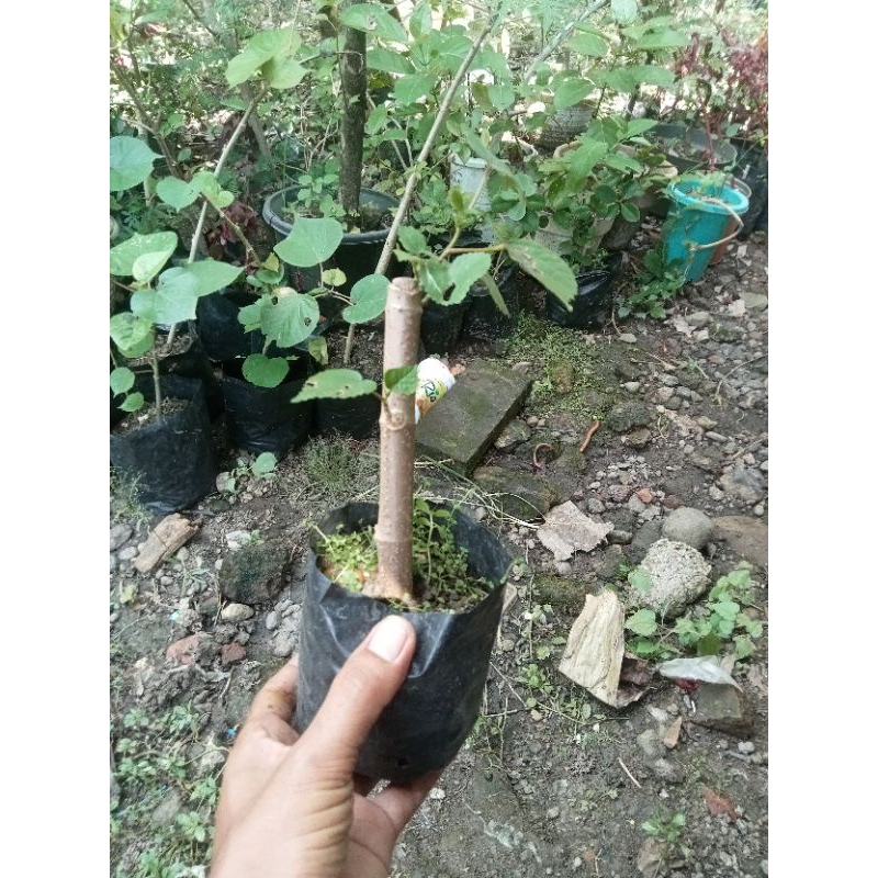 bonsai waru Taiwan mame bahan bonsai