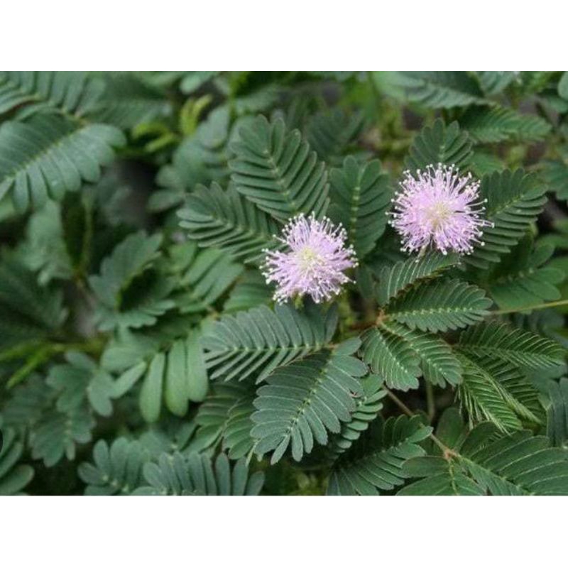 

Daun putrimalu organik untuk obat herbal berat 100g