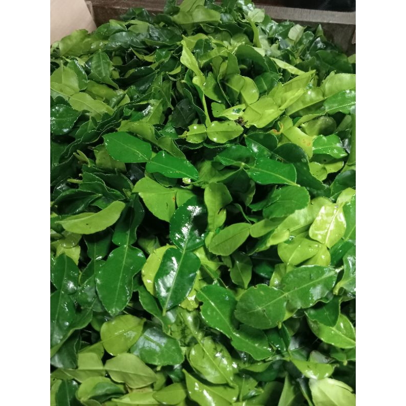

Daun Jeruk Angka 8 50 gr| Khusus Bandung Gosend