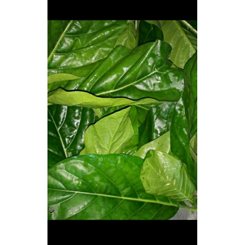 

DAUN MENGKUDU atau PACE OBAT HERBAL ISI 20 LEMBAR
