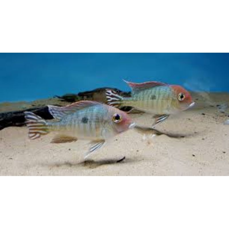 Geophagus Red Head Tapajos(RHT)