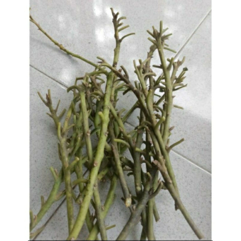 Entres Alpukat Hass Impor Super