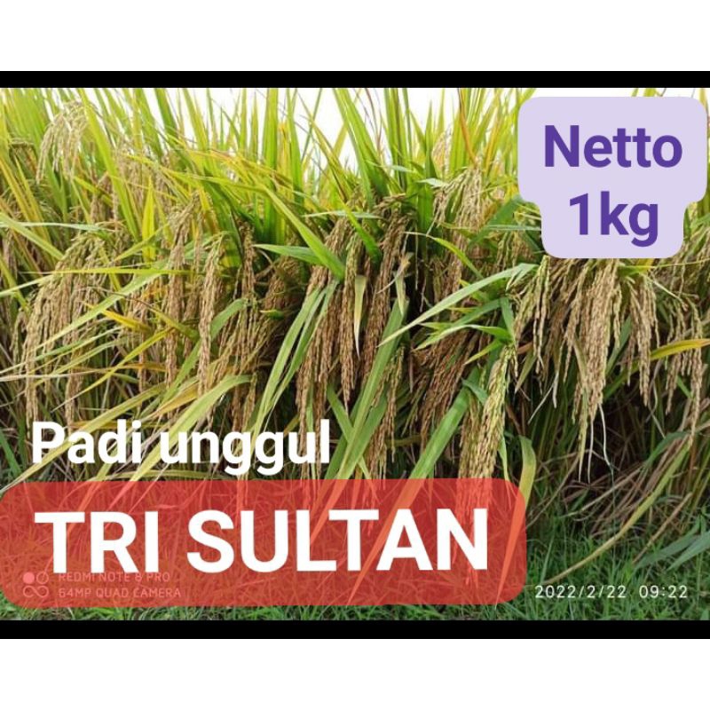Benih Padi Unggul TRISULTAN 1KG