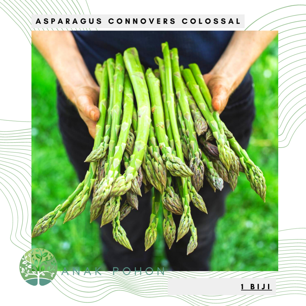 Benih Bibit Biji - Asparagus Connovers Colossal Seeds - IMPORT