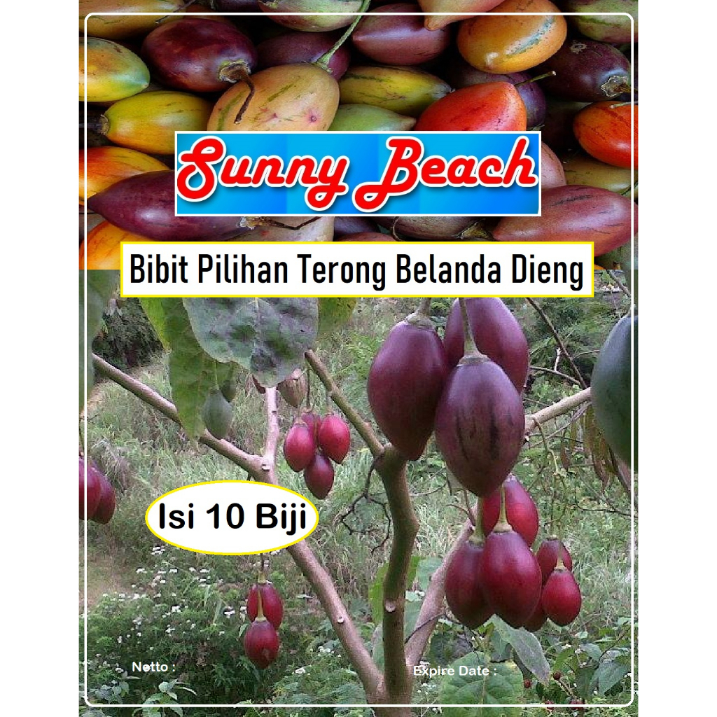 Bibit Pilihan Terong Belanda Dieng |Benih Terong Dieng|Terong Belanda