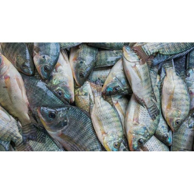 

IKAN MUJAER SEGAR _ 500gr