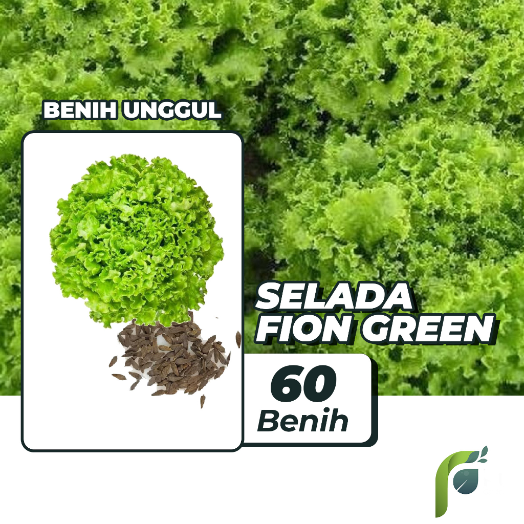 Benih Bibit Selada Hijau Fion Green 60 Benih Dua Ribuan PG KDR