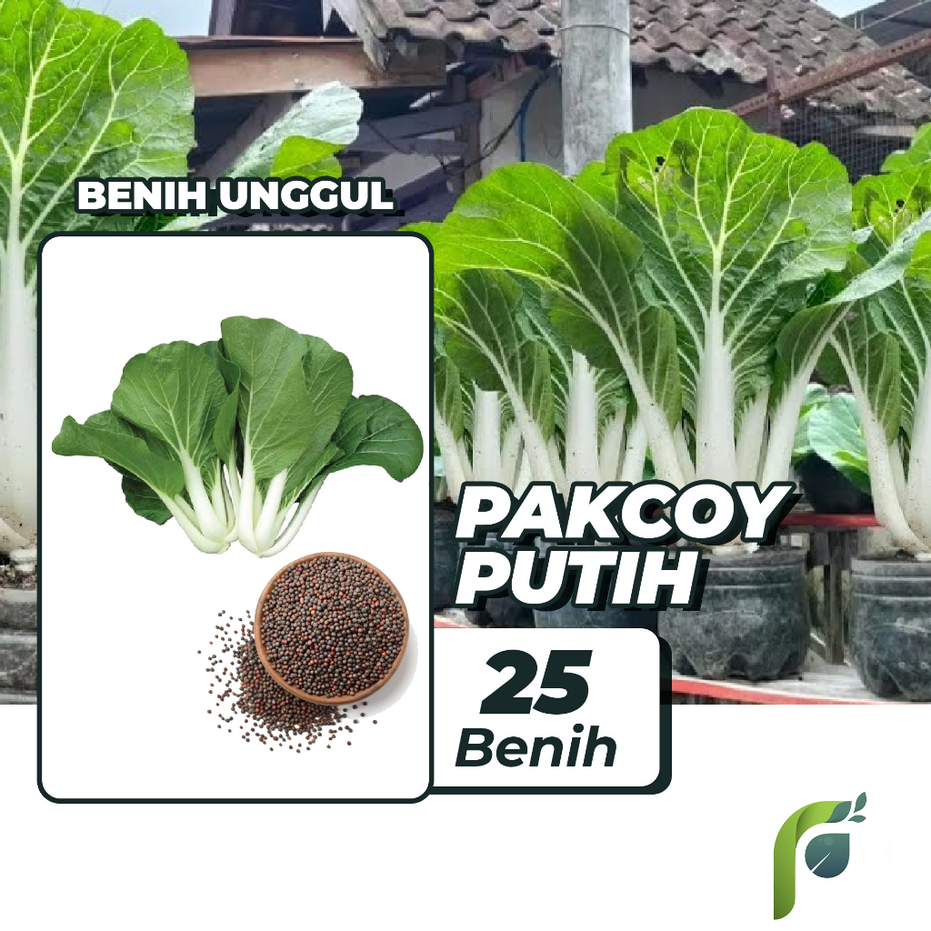 Benih Bibit Pak Coy Putih 25 Benih Seribuan PG KDR