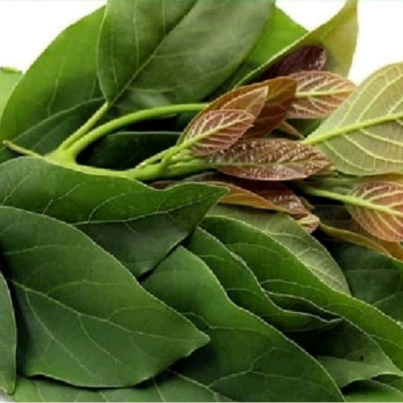 

1kg daun alpukat segar herbal alami obat tradisional hanya di petik saat ada order masuk readystok siap kirim