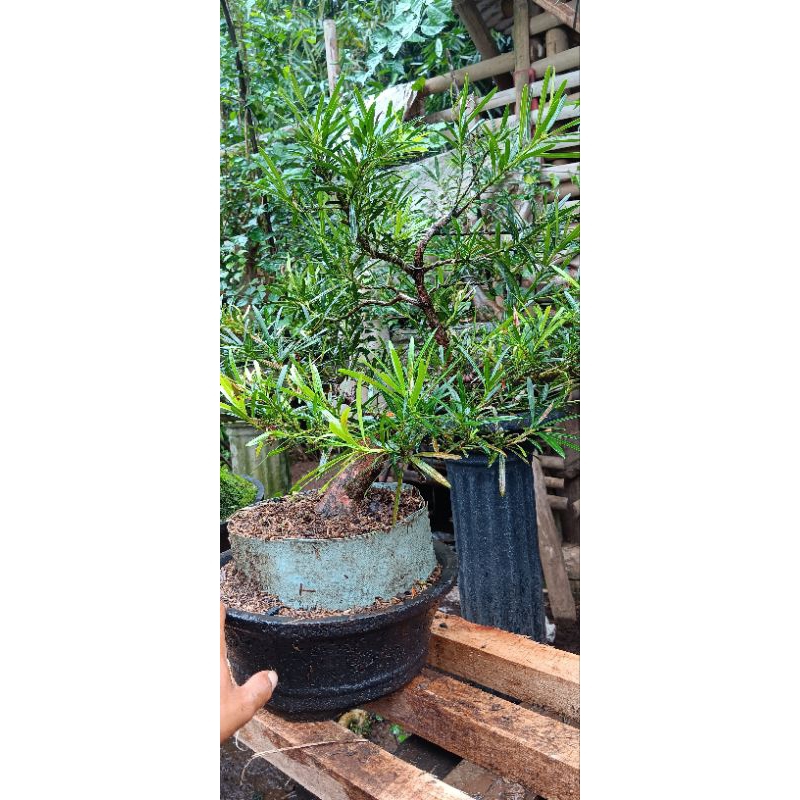 Lohansung mawar bonggol besar