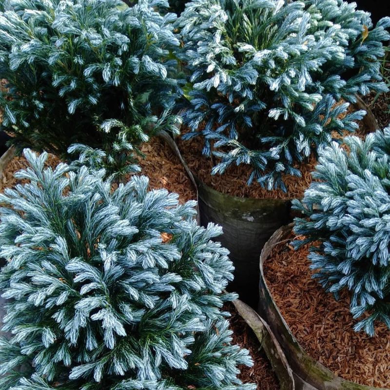 Tanaman cemara perak salju besar