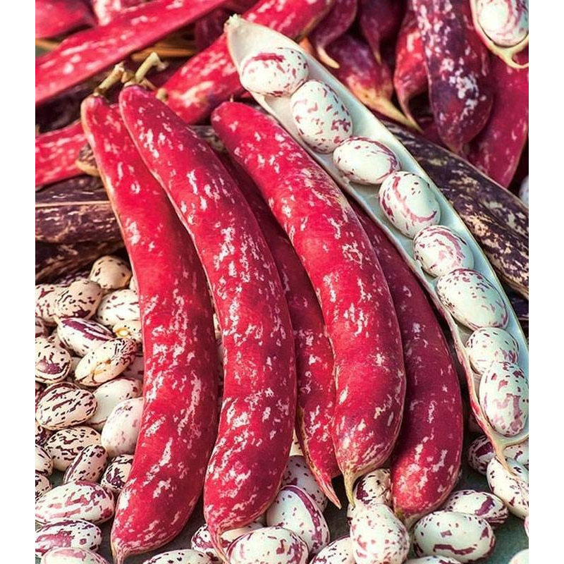 Benih Bibit Biji - Climbing Borlotto Bean Lingua Di Fuoco 2 Seeds - IMPORT