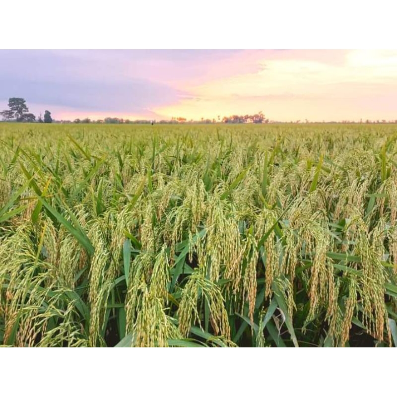 benih padi sigunca 02 5kg