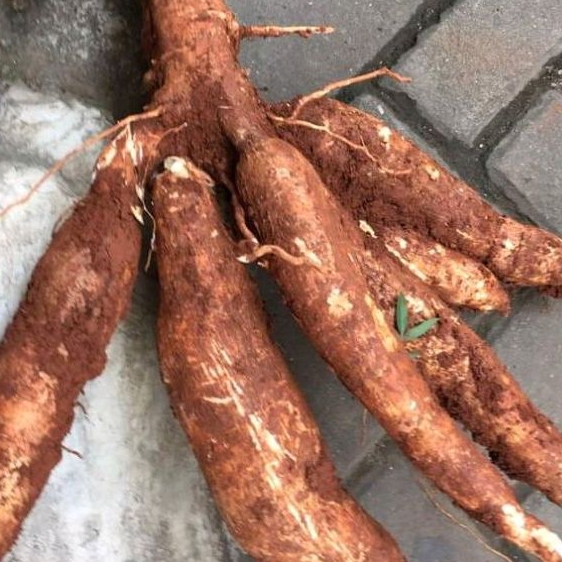 

singkong sapi Kuru per 1kg