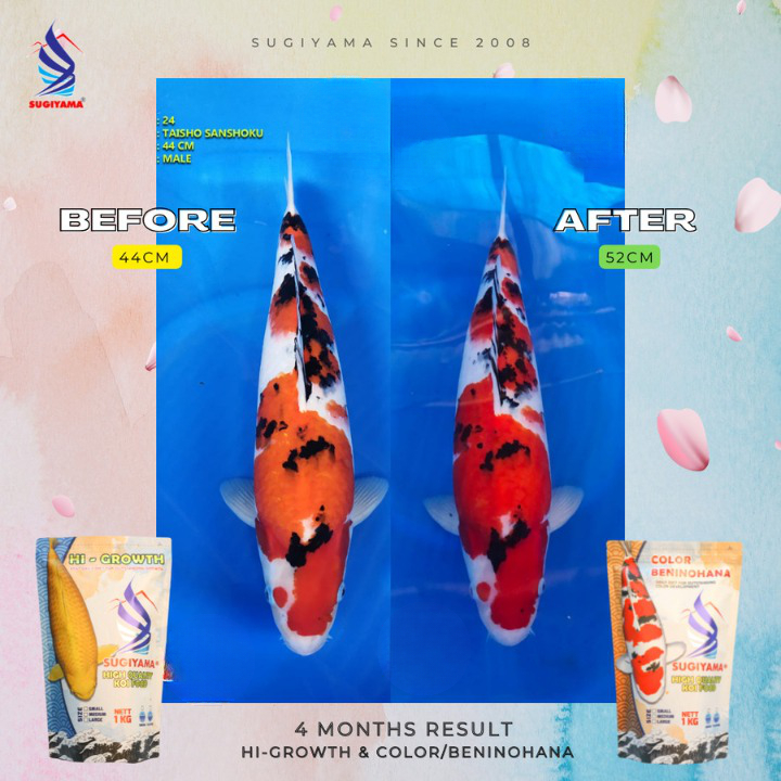 Sugiyama Color Colour 2 kg Pakan Pellet Pelet Makanan Ikan Koi Hias