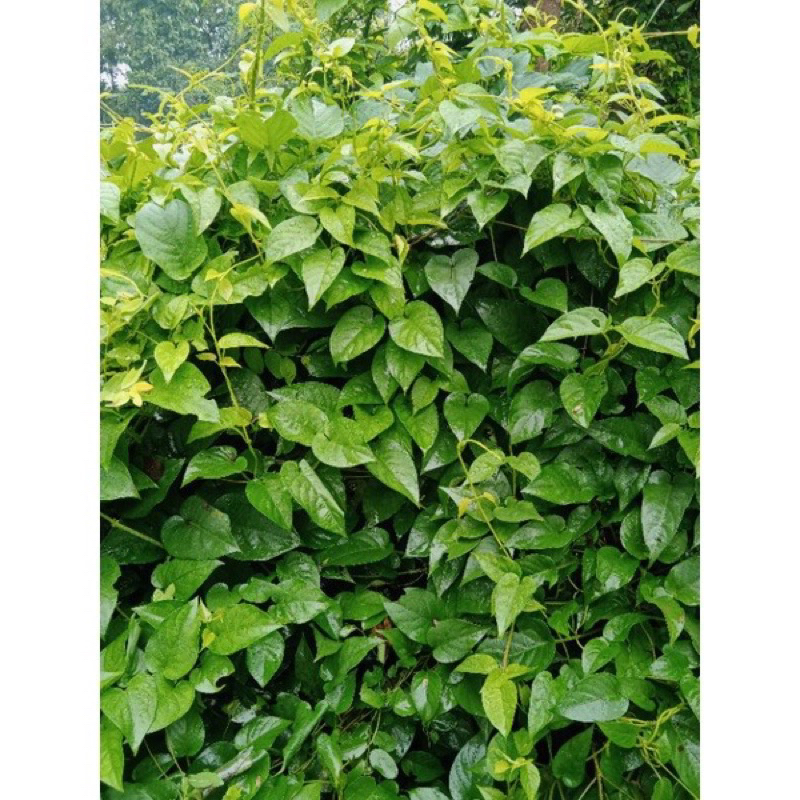 

daun sembukan segar 500gr