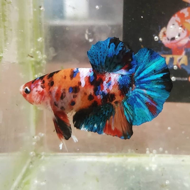 cupang plakat multicolor bahanan S+