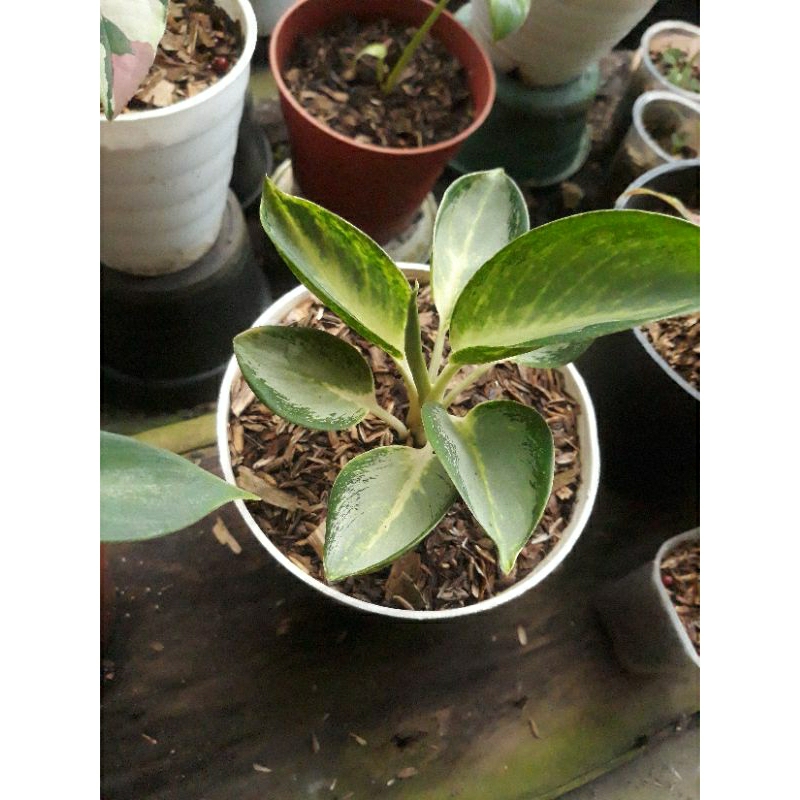 aglonema/aglaonema green bowl