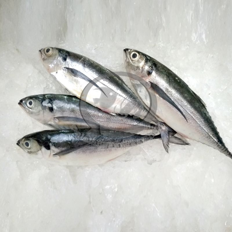 

Ikan Tengkek segar 1 kg