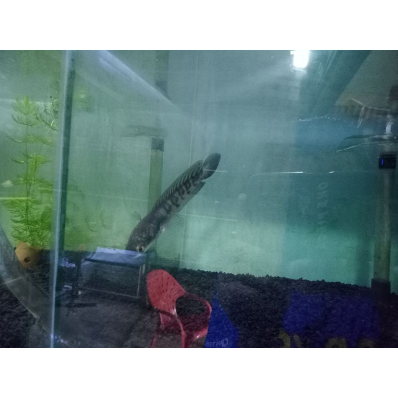 Channa Ys spek kontes bar simet